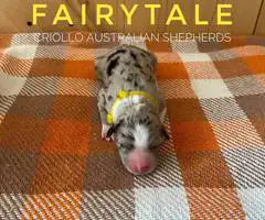 ASDR Australian Shepherd puppies for Sale - 3