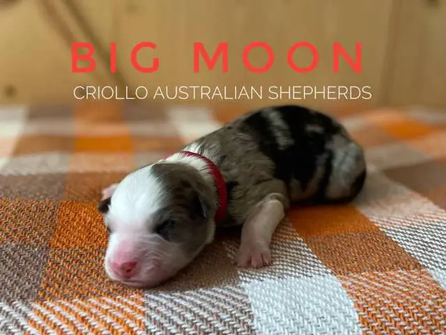 ASDR Australian Shepherd puppies for Sale - 4/7