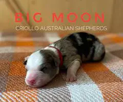 ASDR Australian Shepherd puppies for Sale - 4