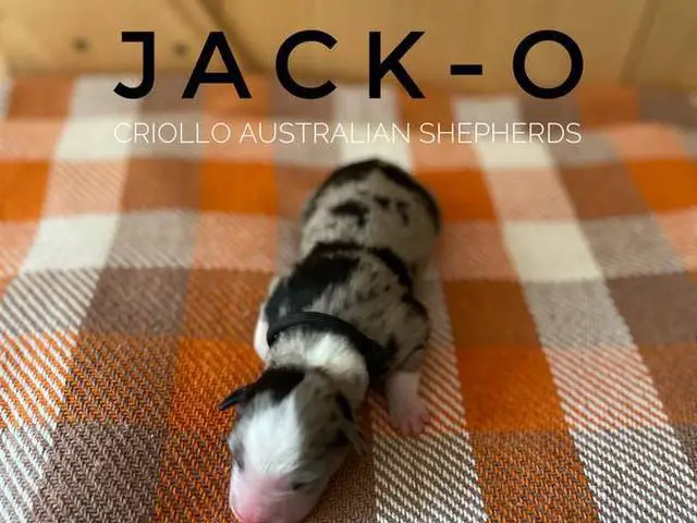 ASDR Australian Shepherd puppies for Sale - 5/7