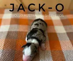 ASDR Australian Shepherd puppies for Sale - 5