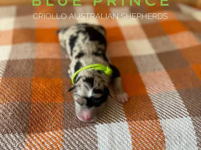 ASDR Australian Shepherd puppies for Sale - 6/7