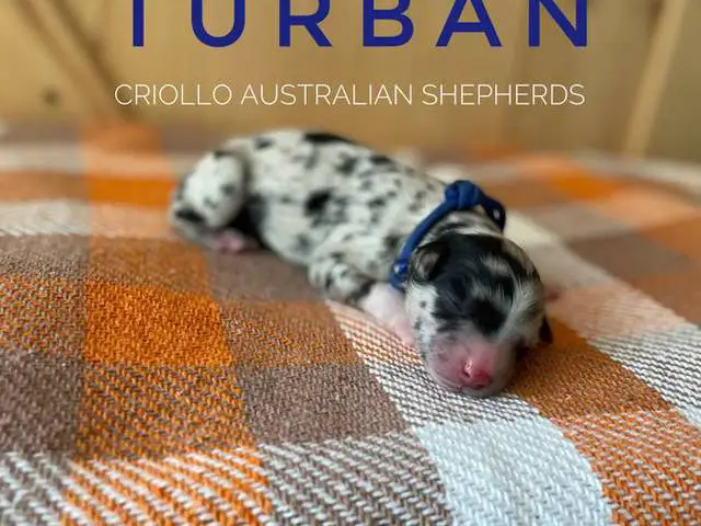 ASDR Australian Shepherd puppies for Sale - 7/7