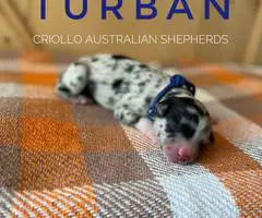 ASDR Australian Shepherd puppies for Sale - 7