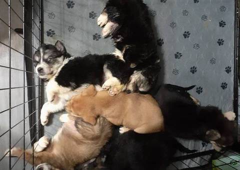 Precious Borador puppies
