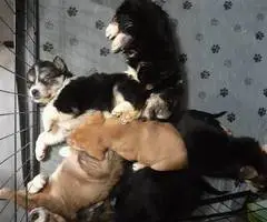 Precious Borador puppies