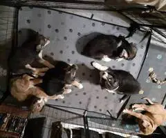 Precious Borador puppies - 2