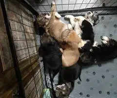 Precious Borador puppies - 4