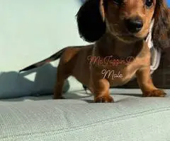 Longhair miniature dachshunds