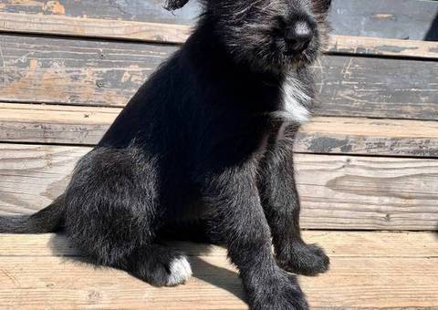 Giant Schnauzer Husky Mix puppies