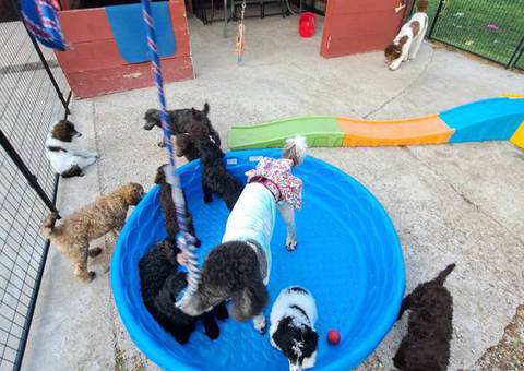 AKC poodle puppies for sale