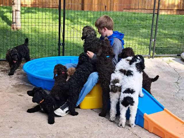 AKC poodle puppies for sale - 2/8