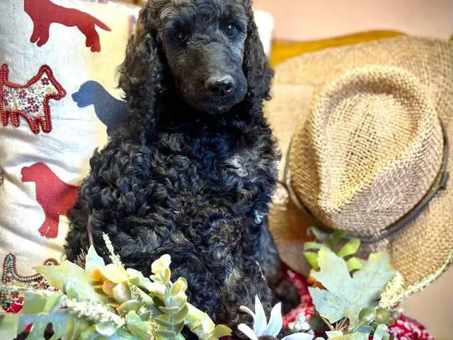 AKC poodle puppies for sale - 3/8