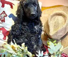 AKC poodle puppies for sale - 3