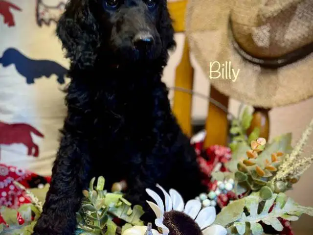 AKC poodle puppies for sale - 4/8