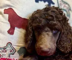 AKC poodle puppies for sale - 5