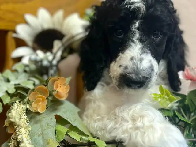 AKC poodle puppies for sale - 6/8
