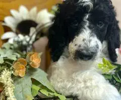 AKC poodle puppies for sale - 6
