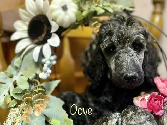 AKC poodle puppies for sale - 7/8