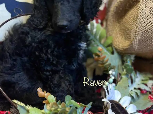 AKC poodle puppies for sale - 8/8