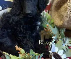 AKC poodle puppies for sale - 8