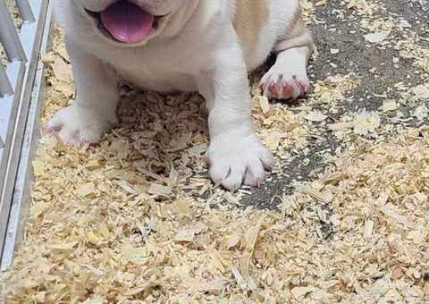 Shorty Bull puppies