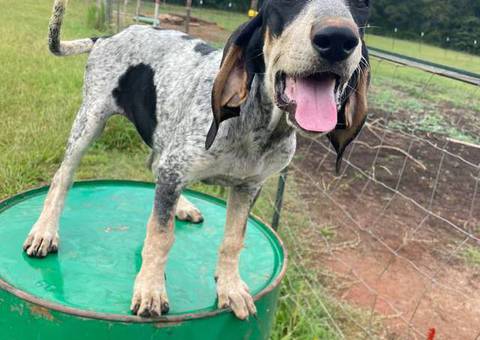 Farm raised blue tick coon hounds