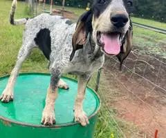 Farm raised blue tick coon hounds