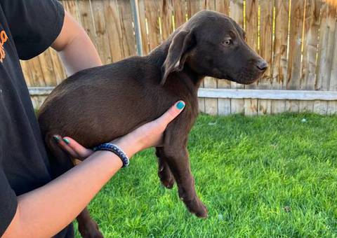 Pointer Bay Puppies