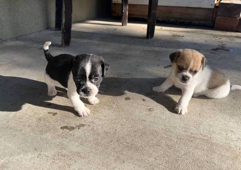 Chug puppies need a good home