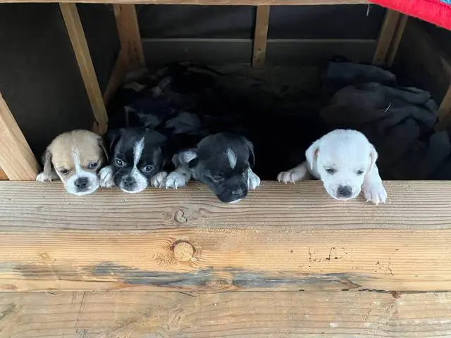 Chug puppies need a good home - 3/3
