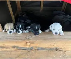 Chug puppies need a good home - 3
