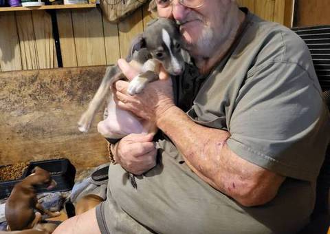 Italian Greyhound and Chihuahua crossed puppies