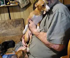 Italian Greyhound and Chihuahua crossed puppies - 2