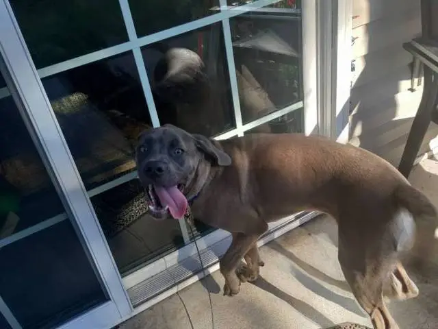 6-month-old Cane Corso pup - 4/7