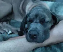 6-month-old Cane Corso pup - 5