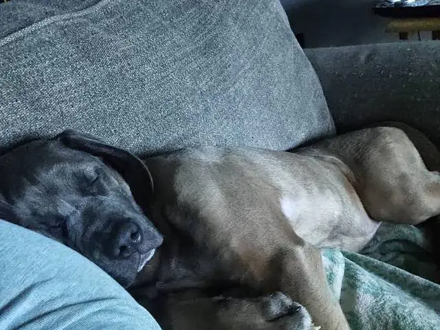 6-month-old Cane Corso pup - 6/7