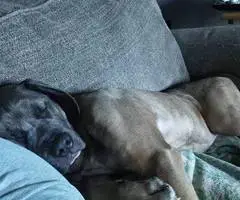6-month-old Cane Corso pup - 6