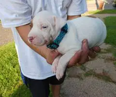 American Pitbull Puppy: Max - Vet Care, Crate Training