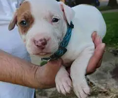 American Pitbull Puppy: Max - Vet Care, Crate Training - 2