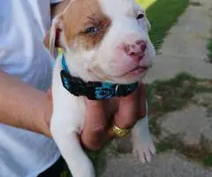 American Pitbull Puppy: Max - Vet Care, Crate Training - 3