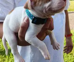 American Pitbull Puppy: Max - Vet Care, Crate Training - 4