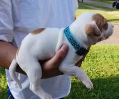 American Pitbull Puppy: Max - Vet Care, Crate Training - 5