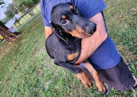 3 boy and 1 girl Doberman Pinscher puppies
