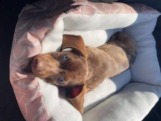 6-Month-Old Female Dachshund Puppy with Extras - 5/5