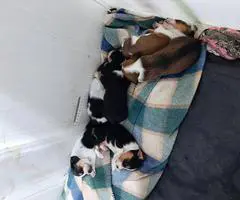5 boy Beagle puppies