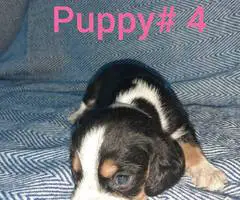 5 boy Beagle puppies - 2