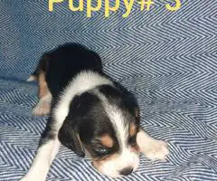 5 boy Beagle puppies - 3