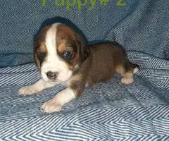5 boy Beagle puppies - 4