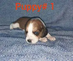 5 boy Beagle puppies - 5